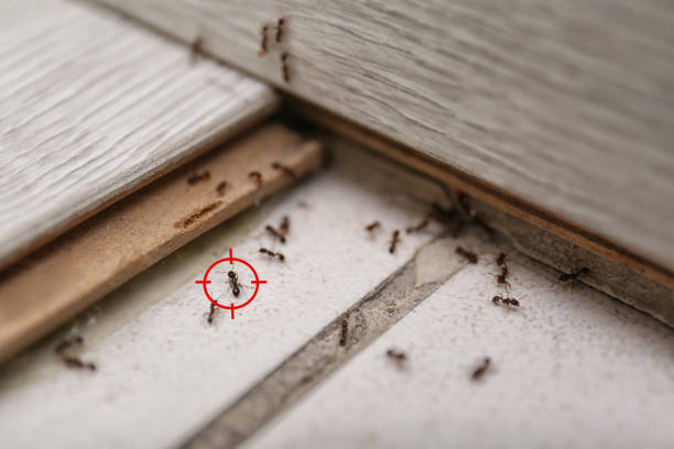 Best Local Pest Control Services  in Fruita, CO
